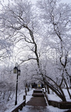 黄山雪淞