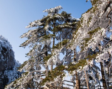 黄山雪淞