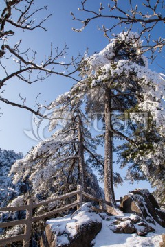 黄山雪淞