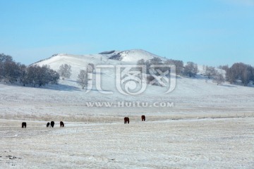 坝上草原雪景