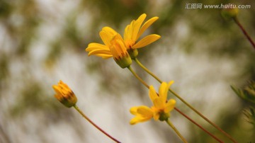 漂亮的格桑花