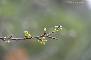 春意 春芽