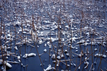 冬季荷塘的积雪