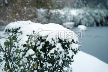 大雪覆盖的植物