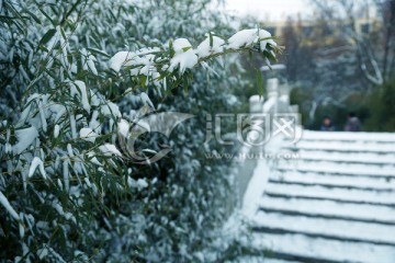 雪竹