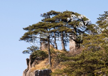 黄山松