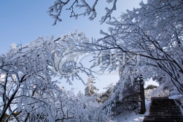 黄山松