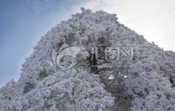 黄山雪淞