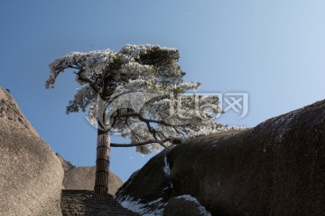 黄山雪松