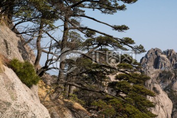 黄山松