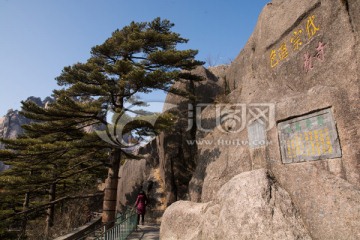 黄山松