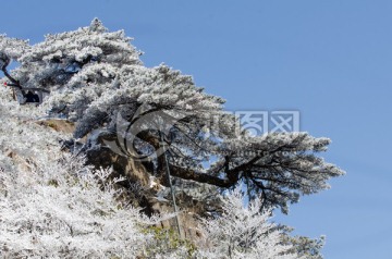 黄山雪松