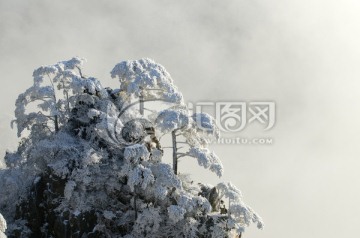 黄山雪松