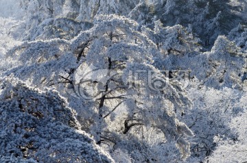 黄山松