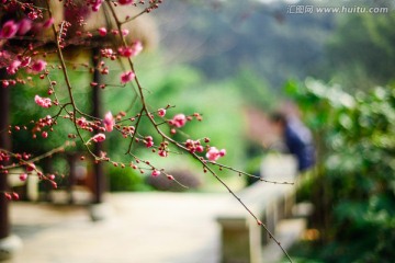 杭州植物园梅花