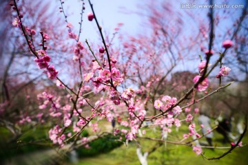 杭州植物园梅花