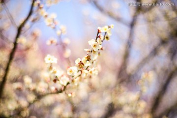 杭州植物园梅花