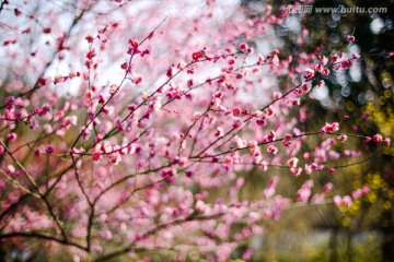 杭州植物园梅花