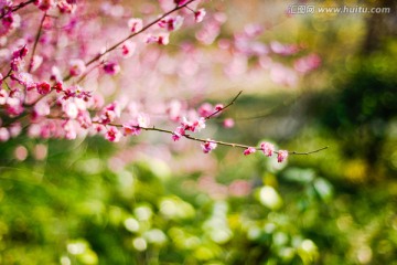 杭州植物園梅花