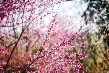 杭州植物园梅花