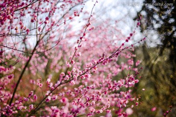 杭州植物园梅花