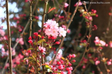 海棠花