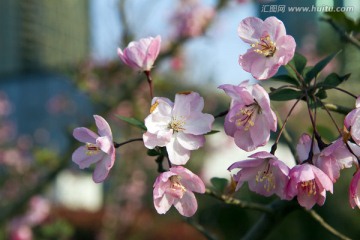 桃花 花卉 花朵 绽放 花蕊