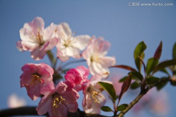 桃花 花卉 花朵 绽放 花蕊