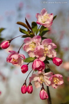 桃花 花卉 花朵 绽放 花蕊