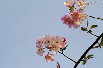 桃花 花卉 花朵 绽放 花蕊