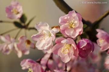 桃花 花卉 花朵 绽放 花蕊