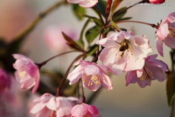 桃花 花卉 花朵 绽放 花蕊