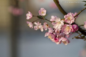 桃花 花卉 花朵 绽放 花蕊