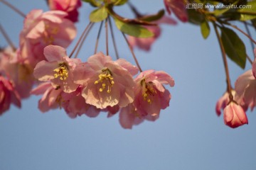 桃花 花卉 花朵 绽放 花蕊