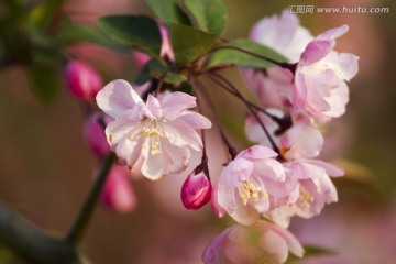 桃花 花卉 花朵 绽放 花蕊