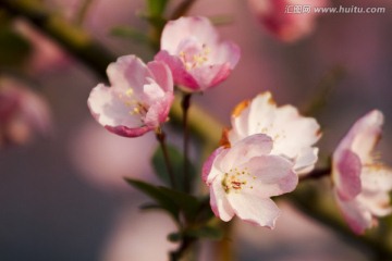 桃花 花卉 花朵 绽放 花蕊