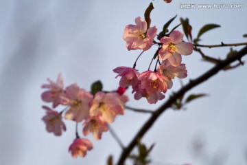 桃花 花卉 花朵 绽放 花蕊