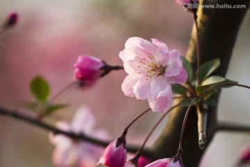 桃花 花卉 花朵 绽放 花蕊