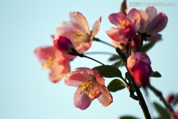 桃花 花卉 花朵 绽放 花蕊