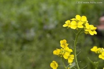 油菜花 金黄 阳光 暖色 油菜