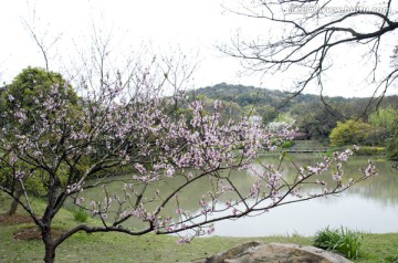 无锡鼋头渚风景区 鼋头渚 樱花