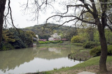 无锡鼋头渚风景区 鼋头渚 樱花