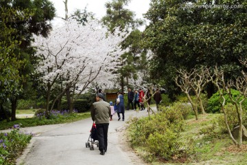 无锡鼋头渚风景区 鼋头渚 樱花