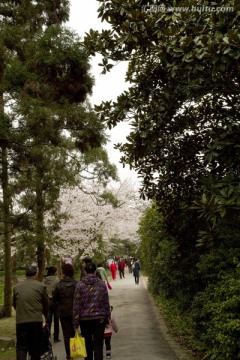 无锡鼋头渚风景区 鼋头渚 樱花