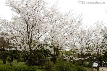 无锡鼋头渚风景区 鼋头渚 樱花