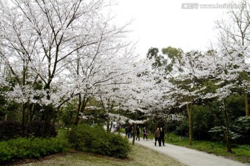 无锡鼋头渚风景区 鼋头渚 樱花