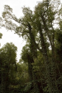 无锡鼋头渚风景区 鼋头渚 园林