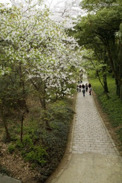 无锡鼋头渚风景区 鼋头渚 樱花