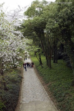 无锡鼋头渚风景区 鼋头渚 樱花