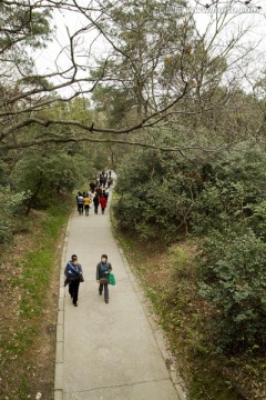 无锡鼋头渚风景区 鼋头渚 樱花